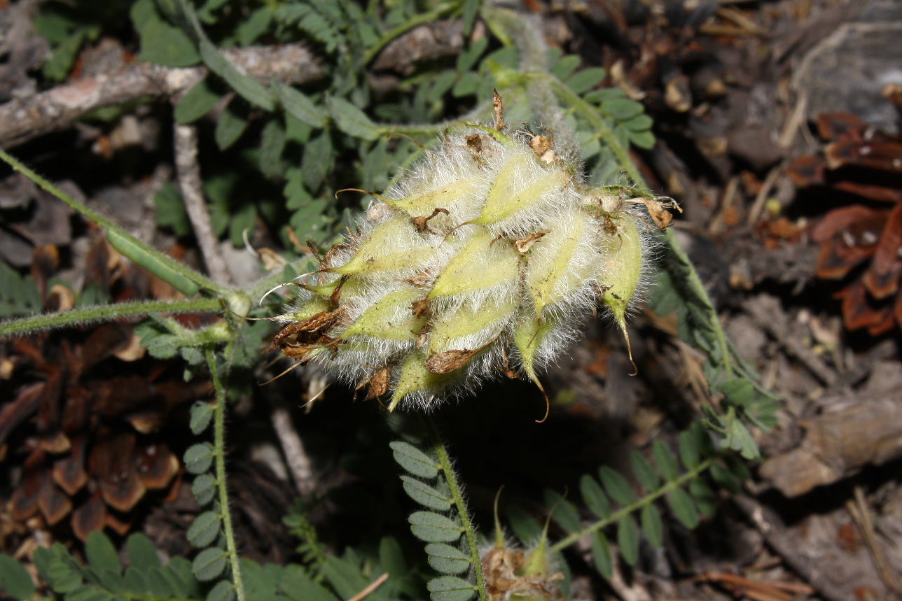 Oxitropis o Astragalus ??